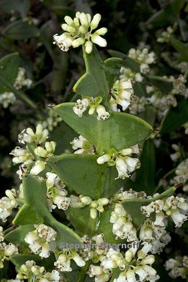 colletia paradoxa 3 graphic